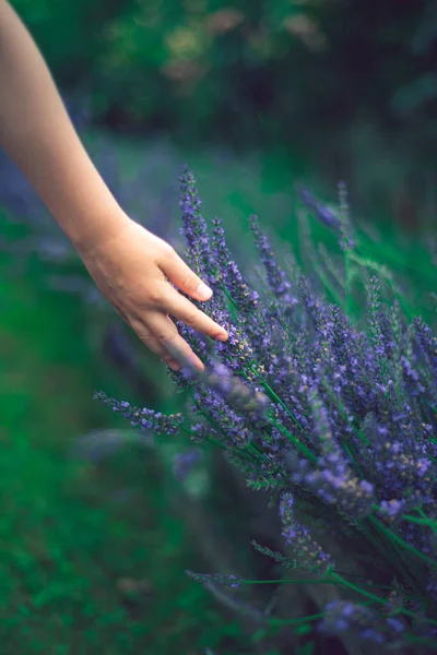 Lavender Hands Garden Summer Freshness Lavender Bushes Atmosphere Provence — Stock Photo, Image