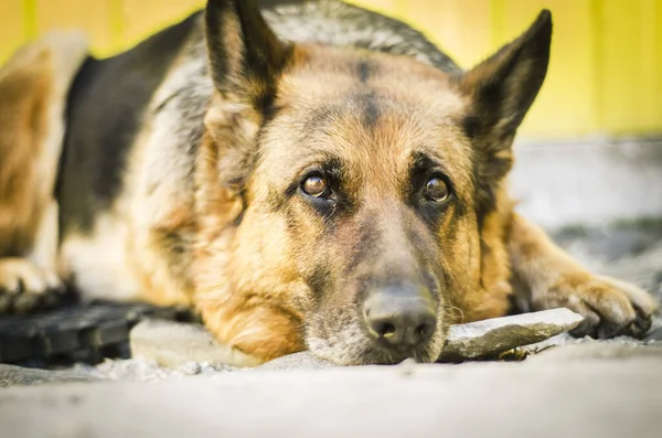 Muzzle Shepherd Dog Dog Lies Concrete Brown Color Eyes Sad — Stock Photo, Image