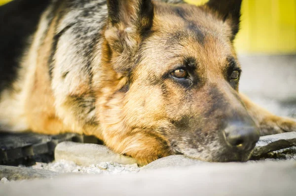 Muzzle Shepherd Dog Dog Lies Concrete Brown Color Eyes Sad — Stock Photo, Image