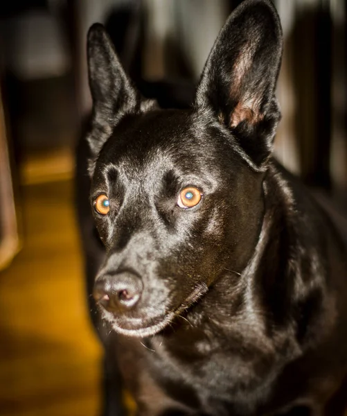 Zwarte Hond Glanzende Vacht Kleur Ogen Open Looks Portret Dierenmuilkorf — Stockfoto