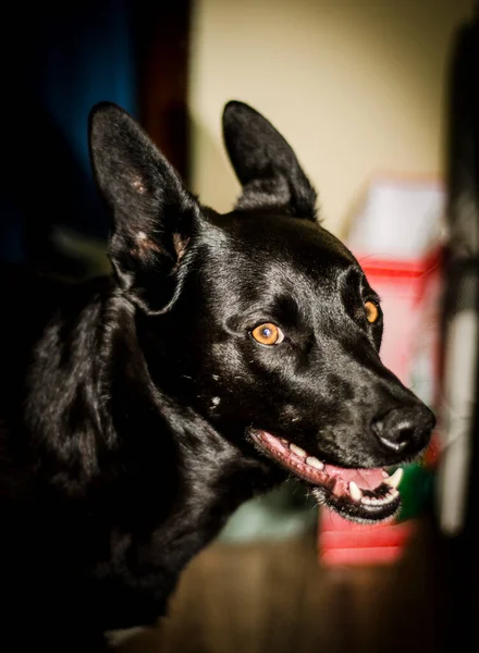 Schwarzer Hund Glänzendes Fell Farbe Augen Offen Aussehen Porträt Tiermaul — Stockfoto