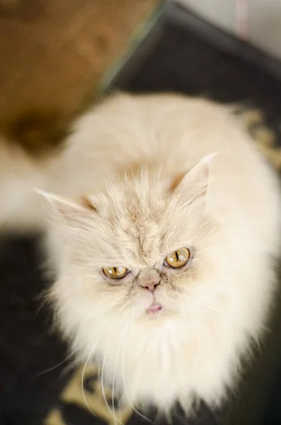 Persisk Katt Ser Beige Djur Päls Persiska Ras Ljusbrun Katt — Stockfoto