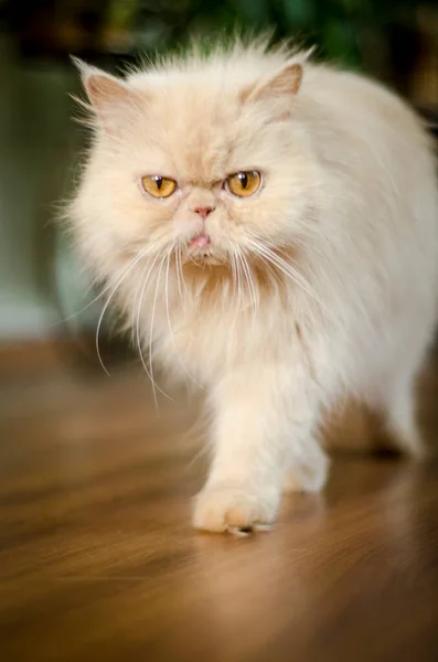 波斯猫 米色动物毛皮 波斯茶品种 浅褐色猫眼 — 图库照片