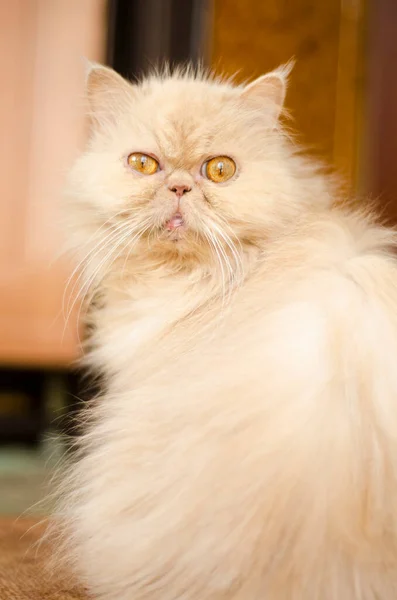 Gato Persa Olhando Pele Animal Bege Raça Chá Persa Olhos — Fotografia de Stock