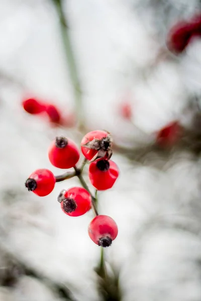 rose hips in winter, branches with thorns frosty day, plants in the cold, red berries