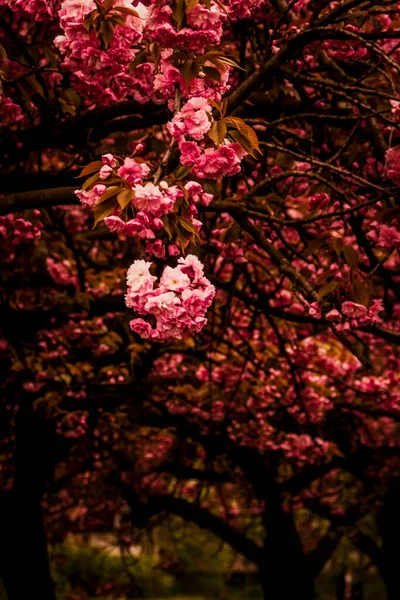 Körsbärsblommor Våren Knoppar Svart Stam Rosa Japanska Körsbärsblommor Första Färska — Stockfoto