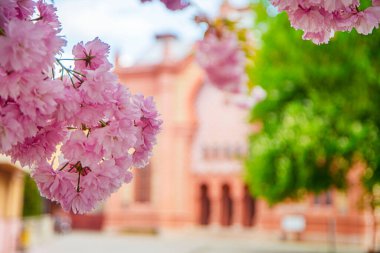 şehir arka planında sakura çiçekleri, bulanık arka plan, parlak bahar renkleri, Japon kiraz çiçekleri, pembe tomurcuklar, kartlar ve pankartlar için arkaplan resmi