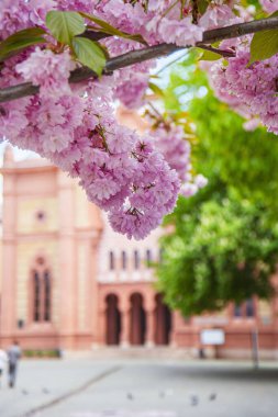 şehir arka planında sakura çiçekleri, bulanık arka plan, parlak bahar renkleri, Japon kiraz çiçekleri, pembe tomurcuklar, kartlar ve pankartlar için arkaplan resmi