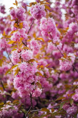 İlkbaharda kiraz çiçekleri, pembe Japon kiraz çiçekleri, ağaçtaki ilk taze çiçekler