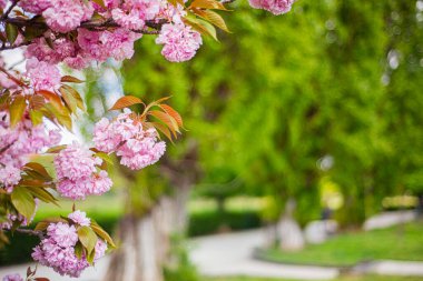 şehir arka planında sakura çiçekleri, bulanık arka plan, parlak bahar renkleri, Japon kiraz çiçekleri, pembe tomurcuklar, kartlar ve pankartlar için arkaplan resmi