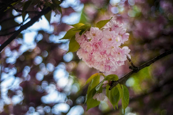 Japon Kiraz Çiçeklerinin Pembe Tomurcukları Mavi Gökyüzüne Karşı Baharda Sakura — Stok fotoğraf