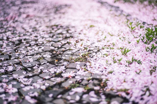 Feuilles Sakura Rose Nature Printemps Image Fond Abstraction Petites Feuilles — Photo