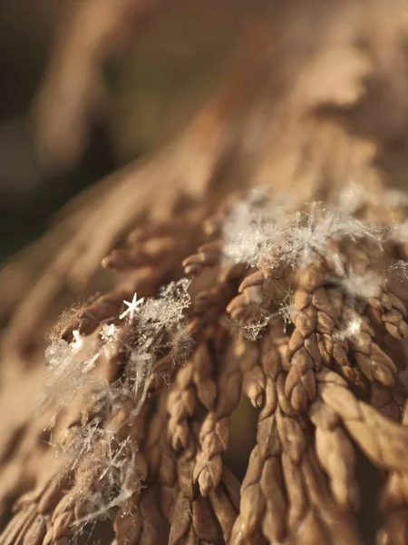 Quemador Super Macro Una Rama Planta Nieve Cerca Fenómenos Invierno —  Fotos de Stock