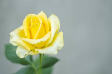 Sarı gül ve yağmur damlaları, yeşil zemin üzerindeki çiçekler, taze gül yakın plan, kortizon, metin için yer