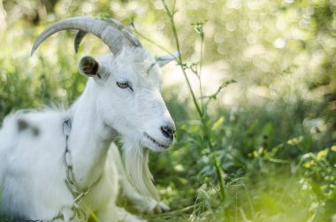 Beyaz keçi çimenlerde otluyor, otlakta hayvan, uzun otların arasında evcil hayvanlar, boynuzlu yetişkin keçi.