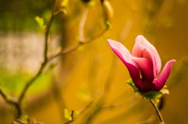 İlkbaharda pembe manolya çiçekleri, manolya çiçekleri, Uzhgorod 'da ilkbaharda bitkiler, doğal uyanış, büyük pembe çiçekler, yakın çekim manolya yaprakları, kopyalama alanı.