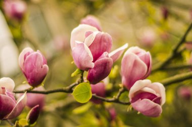 İlkbaharda pembe manolya çiçekleri, manolya çiçekleri, Uzhgorod 'da ilkbaharda bitkiler, doğal uyanış, büyük pembe çiçekler, yakın çekim manolya yaprakları, kopyalama alanı.