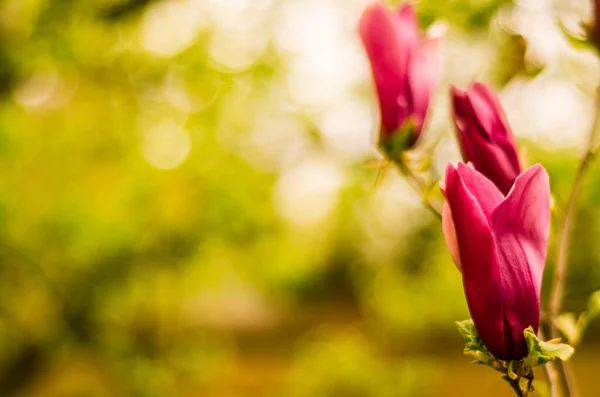 pink magnolia flowers in spring, magnolia bloom, plants in spring in Uzhgorod, nature awakening, large pink flowers, close-up magnolia petals, copy space