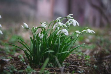 Kar damlaları açar, ilkbahar çiçekleri açar, parktaki beyaz kar damlaları, yeşil yapraklar ve erken kar damlaları, bitkiler kışın ardından uyanır.