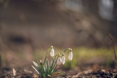 İlkbaharda parkta kardamlaları açıyor, yerde beyaz çiçekler. Kar damlası ya da yaygın kar damlası (Galanthus nivalis). Kardan sonra eriyen karlar. Seçici odak, bulanık arkaplan