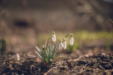 İlkbaharda parkta kardamlaları çiçek açıyor. Kar damlası ya da yaygın kar damlası (Galanthus nivalis). Kardan sonra eriyen karlar. Seçici odak, bulanık arkaplan