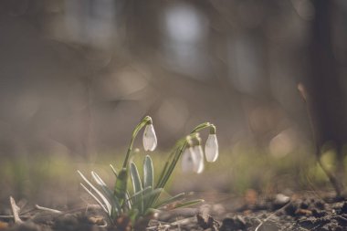 İlkbaharda parkta kardamlaları açıyor, yerde beyaz çiçekler. Kar damlası ya da yaygın kar damlası (Galanthus nivalis). Kardan sonra eriyen karlar. Seçici odak, bulanık arkaplan