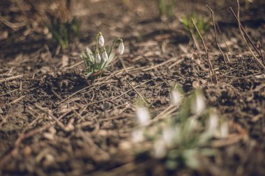İlkbaharda parkta kardamlaları açıyor, yerde beyaz çiçekler. Kar damlası ya da yaygın kar damlası (Galanthus nivalis). Kardan sonra eriyen karlar. Seçici odak, bulanık arkaplan