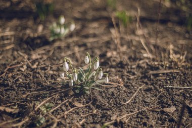 İlkbaharda parkta kardamlaları çiçek açıyor. Kar damlası ya da yaygın kar damlası (Galanthus nivalis). Kardan sonra eriyen karlar. Seçici odak, bulanık arkaplan