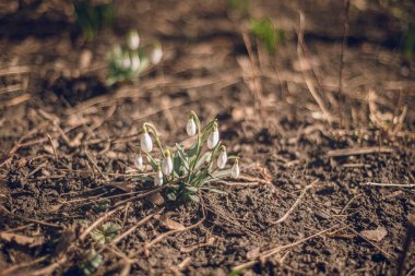 İlkbaharda parkta kardamlaları açıyor, yerde beyaz çiçekler. Kar damlası ya da yaygın kar damlası (Galanthus nivalis). Kardan sonra eriyen karlar. Seçici odak, bulanık arkaplan