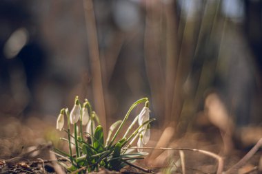 İlkbaharda parkta kardamlaları açıyor, yerde beyaz çiçekler. Kar damlası ya da yaygın kar damlası (Galanthus nivalis). Kardan sonra eriyen karlar. Seçici odak, bulanık arkaplan