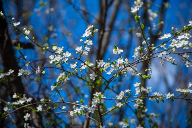 Mavi gökyüzüne karşı beyaz kiraz çiçekleri, dalda beyaz bahar çiçekleri, bahar mevsiminin güzel belirtileri, seçici odak, baharda uyanış doğası.