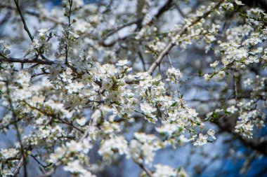 Mavi gökyüzüne karşı beyaz kiraz çiçekleri, dalda beyaz bahar çiçekleri, bahar mevsiminin güzel belirtileri, seçici odak, baharda uyanış doğası.
