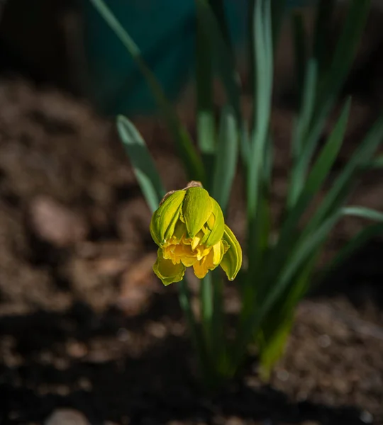 Narzisse Gelbe Fröhlichkeit Gelbe Narzissen Frühling Blühende Narzissen Auf Einem — Stockfoto