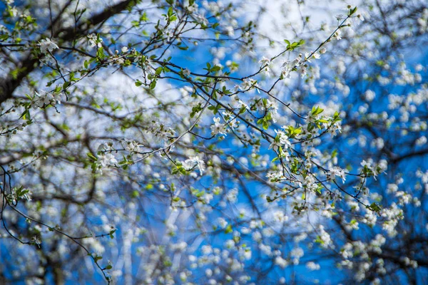 White Small Cherry Flowers Blue Sky White Spring Blooms Branch — Stock Photo, Image