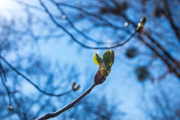 a bud on a tree in the back rays of the sun, a branch with a blossoming chestnut bud, a chestnut bud against a blue sky, selective focus, the awakening of nature in spring