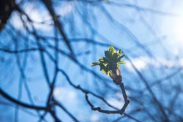 a bud on a tree in the back rays of the sun, a branch with a blossoming chestnut bud, a chestnut bud against a blue sky, selective focus, the awakening of nature in spring