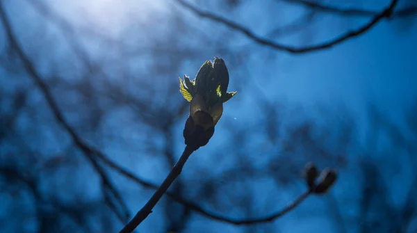 a bud on a tree in the back rays of the sun, a branch with a blossoming chestnut bud, a chestnut bud against a blue sky, selective focus, the awakening of nature in spring