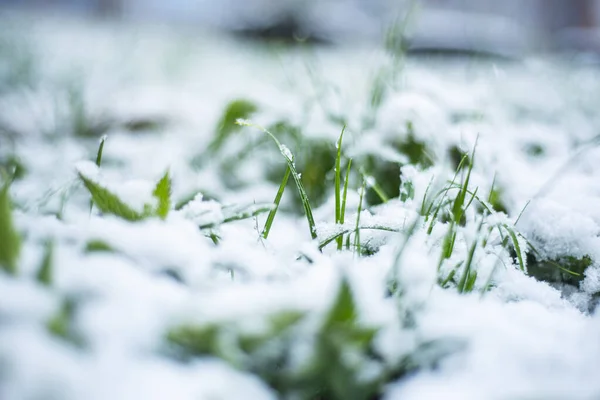 Nieve Sobre Hierba Verde Primavera Fenómenos Naturales Nieve Cayó Abril —  Fotos de Stock