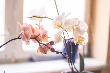 Phalaenopsis orkidesi çiçekleri beyaz pembe, evde büyüyen süs çiçekleri, orkide çiçekleri yakın plan, narin hafif falanopsis çiçeği