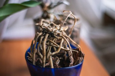 Kuru falanopsis kökleri, ölü bir orkide bitkisi, bakımsız bakımdan dolayı kurumuş bir bitkinin kökleri, evde süs bitkileri yetiştirmek, ağaç kabuğu bir orkide için toprak.,