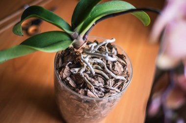 Şeffaf bir saksıda phalaenopsis orkidesi kökleri, evde süs bitkileri, orkide kökleri, yakın plan.,