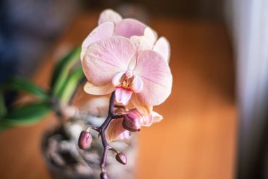 Phalaenopsis orkidesi çiçekleri beyaz pembe, evde büyüyen süs çiçekleri, orkide çiçekleri yakın plan, narin hafif falanopsis çiçeği