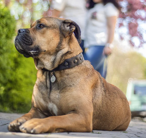 Bou Hond Ras Straat Stad Portret Hond Ras Portret Van — Stockfoto