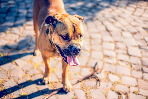 Bou Hunderasse Straße Stadt Porträt Hunderasse Porträt Eines Tieres Nahaufnahme — Stockfoto