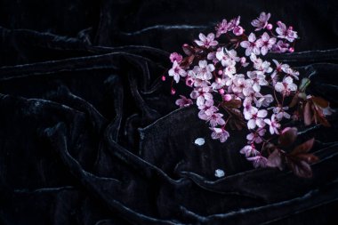 Siyah arka planda bir elma ağacının pembe bahar çiçekleri, kadife üzerinde çiçekler olan narin taze dalların fotoğrafı, metin fotokopi-uzay modeli eklemek için çiçek arkaplanı