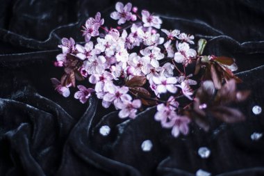 Siyah arka planda bir elma ağacının pembe bahar çiçekleri, kadife üzerinde çiçekler olan narin taze dalların fotoğrafı, metin fotokopi-uzay modeli eklemek için çiçek arkaplanı