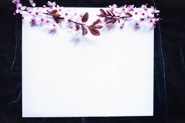 Model için beyaz arka planda pembe bahar çiçekleri, çiçekli güzel taze dalların fotoğrafı metin fotokopi alanı modeli, siyah ve çiçekli elma üzerine beyaz kağıt 