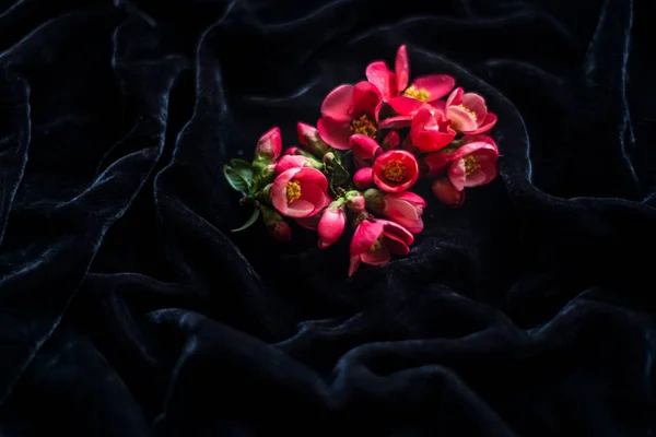Czerwone Wiosenne Kwiaty Czarnym Tle Dla Makiety Pąki Japońskiej Pigwy — Zdjęcie stockowe