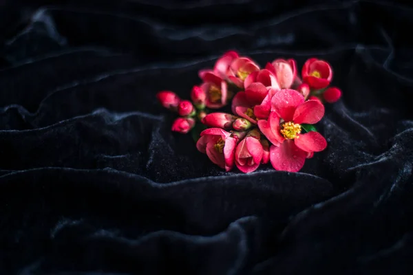 Czerwone Wiosenne Kwiaty Czarnym Tle Dla Makiety Pąki Japońskiej Pigwy — Zdjęcie stockowe