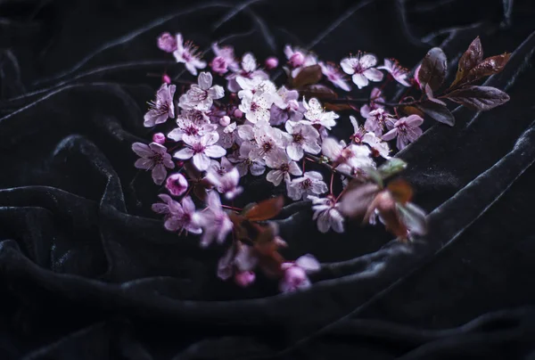 Różowe Wiosenne Kwiaty Jabłoni Czarnym Tle Dla Makiety Zdjęcie Delikatnych — Zdjęcie stockowe